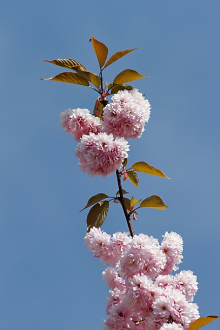 Jardin des Impressionnistes-010